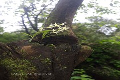 Conchidium microchilos